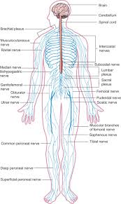 We did not find results for: Organ Circulation An Overview Sciencedirect Topics