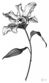 Olivia Knapp S Detailed Cross Hatching Illustrations Surealism Art Art Ink Art