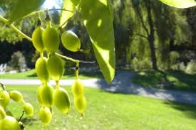 These spurs diminish when the tree begins to produce suckers and when there is too much unproductive wood on the tree. Pagoda Tree Archives Toronto Botanical Garden