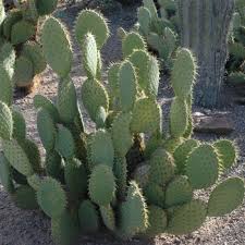 By characteristics or by cultivar name. Opuntia Engelmannii Var Lindheimeri Engelmann S Prickly Pear Cactus From Garden Center Marketing