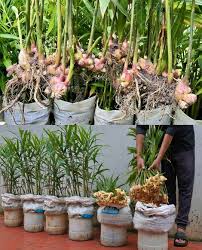 How to grow ginger in plastic bags at home