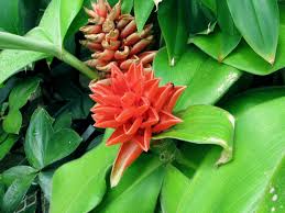 Image result for Costus