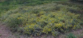 Image result for Heteropyxidaceae