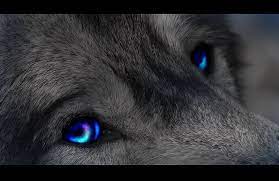 Blue Eyed Wolf Wolf With Blue Eyes Wolf With Red Eyes Wolf Dog