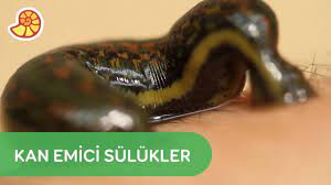 dr aidin salih rahim temizlemesi nasil yapilir youtube insan vucudu doktorlar insan