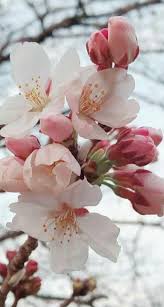 Pin On Flowers