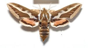 Image result for Hylebates