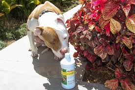 In reality, these are important to your lawn. Fish Fertilizer 101 Why And How To Use It Alaska Fish Fertilizer
