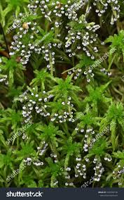 Image result for Melanospermum