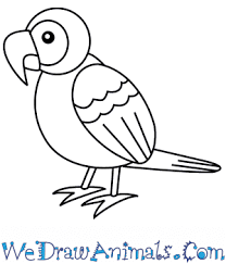 Drawings can highlight the important features of a specimen. How To Draw A Simple Parrot For Kids