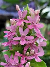 Image result for x Ruttyruspolia 'Phyllis van Heerden'