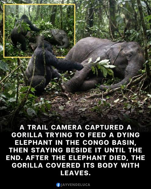 A Trail Camera in the Congo Basin Rainforest Captured Something That Left  Researchers in Tears. A Young Elephant Had Collapsed After a Leopard  Attack. Hours Later, a Lone Gorilla Appeared. It Gathered
