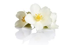 Night blooming jasmine indoor plant. Secret Tips To Make Indoor Jasmine Plants Flourish
