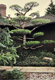 Japanese Bonsai Tree Pruning Garden Japanese Botanical Style Tree Pruning Bonsai Japanese Bonsai Tree Japanese Garden Japanese Bonsai