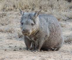 Image result for Northern hairy-nosed wombat