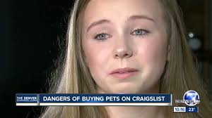 Looking for golden retriever or lab puppy!!! Thornton Family Says They Were Scammed Into Buying Sick Dogs That Died Days Later At Home Youtube