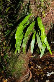 Image result for Loxogramme