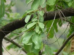 Image result for Bridelia ferruginea