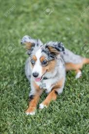 These dogs were called many names, including pastor dog, spanish shepherd, california shepherd, new mexican their coats can be red merle, black, blue merle and red, either solid or with white markings. Australian Shepherd Puppies For Sale California Petfinder
