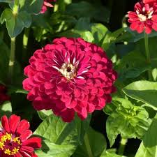 Image result for Scabiosa drakensbergensis