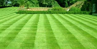 The lawn is the centerpiece of many a yard, and to keep it looking its best, it needs a little help from time to time. New Lawn Care Blog The Lawn Man