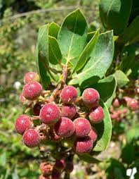 Image result for Maerua grantii