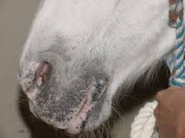 In the united states, it's estimated that doctors diagnose over 100,000 new skin cancer cases each year. Equine Melanoma In Grey Horses Cancer Research Wiki