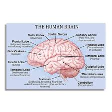 Nii The Human Brain Basic Parts And Functions Education Poster And Chart For Science And Medical Students Size 12x18 Inch