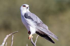 カタグロトビ - Wikipedia