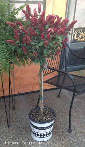 Orange shrimp plant is a dwarf relative of the more common shrimp plant, justicia brandegeana. Red Shrimp Plant Care Justicia Brandegeeana Growing Requirements