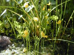 Image result for Utricularia gibba
