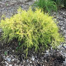 Check spelling or type a new query. Gold Mop Weeping False Cypress Plant Trade Gallon Patio Lawn Garden Plants Seeds Bulbs Kanakadurgamma Org