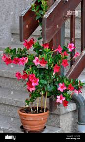 Image result for dipladenie sanderi obrázek