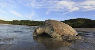 But several people also drew comparisons between modi's lockdown speech and the one made by kerala chief minister pinarayi vijayan and the money devoted to relief measures by both. India Lockdown Reports Of Reappearing Animals Are Not Just Misleading They Re Also Harmful