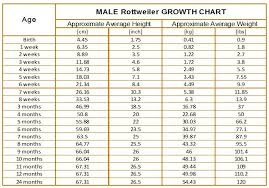 Male Rottweiler Growth Chart Rottweiler Weight Rottweiler
