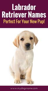Puppies for sale near michigan your search returned the following puppies for sale. Labrador Names The Ultimate List 225 Great Names Labrador Retriever Labrador Names Labrador Retriever Art