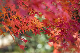Aphids and scales are their top challengers. Orange Red Leaves Of A Japanese Maple Tree Free Picture For Blogs