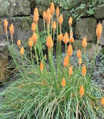 Image result for Kniphofia dubia