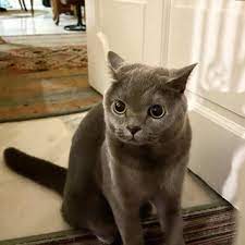 Puppies, kittens, rabbits, hamsters, turtles, birds and fishes for sale and adoption too. Cats For Adoption All Ages From Selangor Malaysia Petfinder My