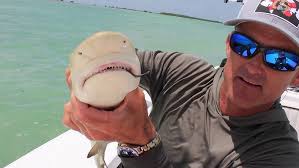 Let's Take It Outside with Misty Wells: Shark and barracuda fishing