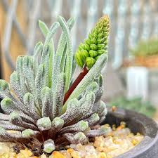 Image result for Bulbine favosa