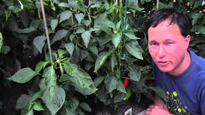 Check out our pepper plant selection for the very best in unique or custom, handmade pieces from our craft supplies & tools shops. One Pepper You Should Never Grow In Your Home Garden Youtube