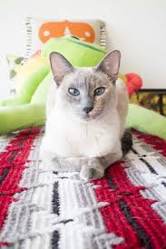 Hiding cat pills in treats. How To Give A Cat A Pill Without Bleeding Do It Yourself Way