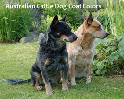 A Guide To Australian Cattle Dog Coat Colors Pethelpful