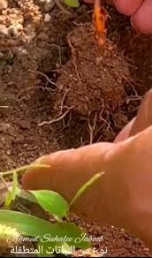 Image result for Alectra parasitica