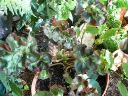 Image result for Begoniaceae