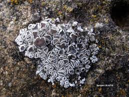 Image result for Commelina albescens