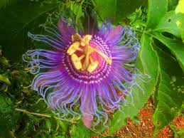 My Fave Flower Looks Like A Jellyfish Passiflora Passion Flower Passion Flower Flowers Passiflora