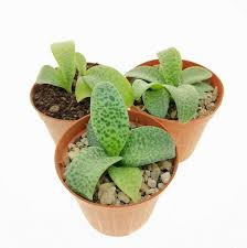 Image result for Drimiopsis