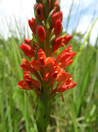 Image result for Disa zimbabweensis